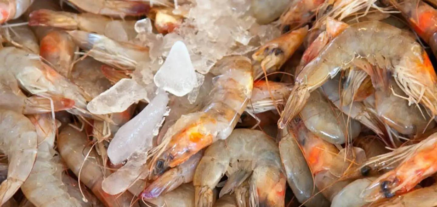 A New Era in Shrimp Farming: The Advantages of AI-Powered Monitoring and Control- ProX PC