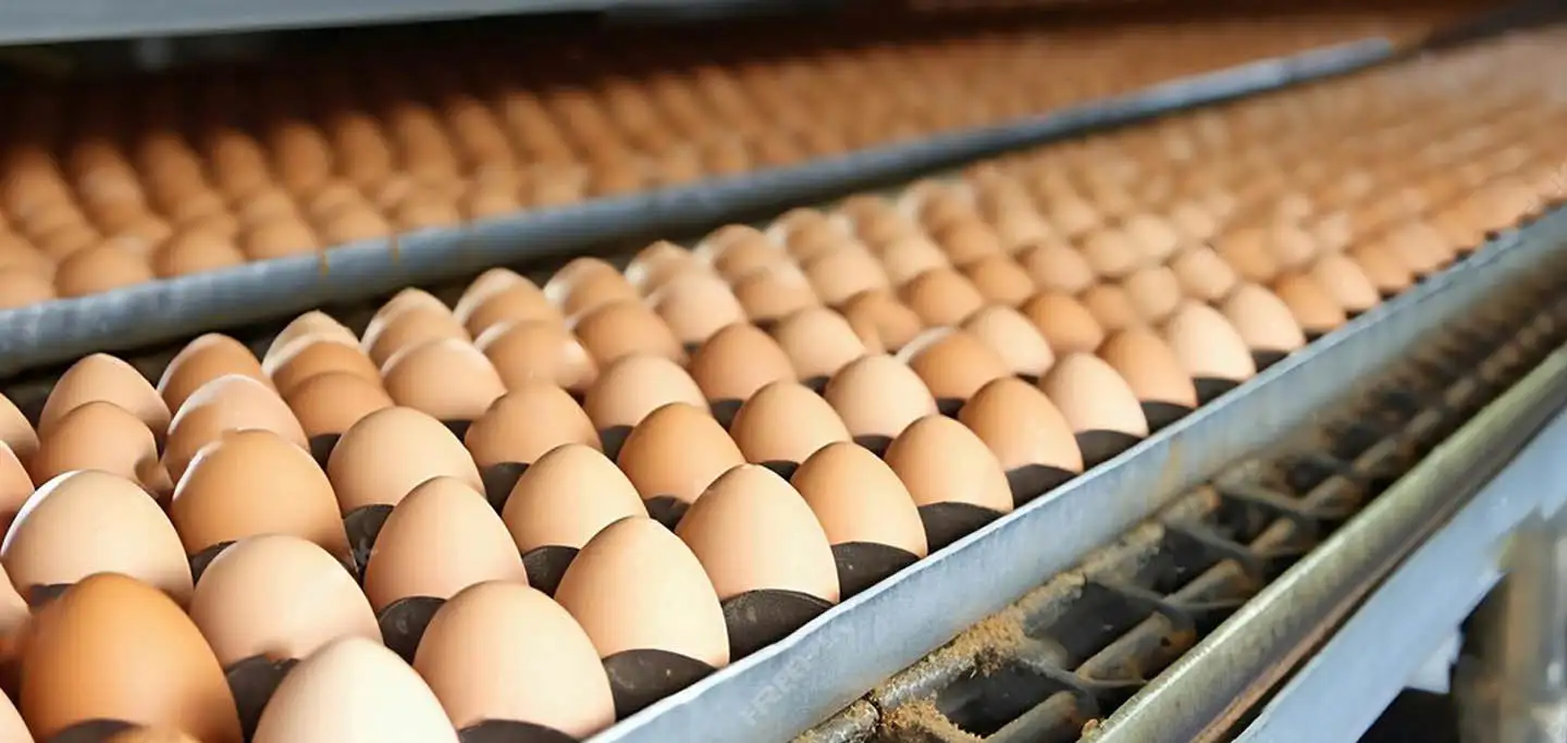 Revolutionizing Egg Production: An AI-Based Optical Inspection System- ProX PC